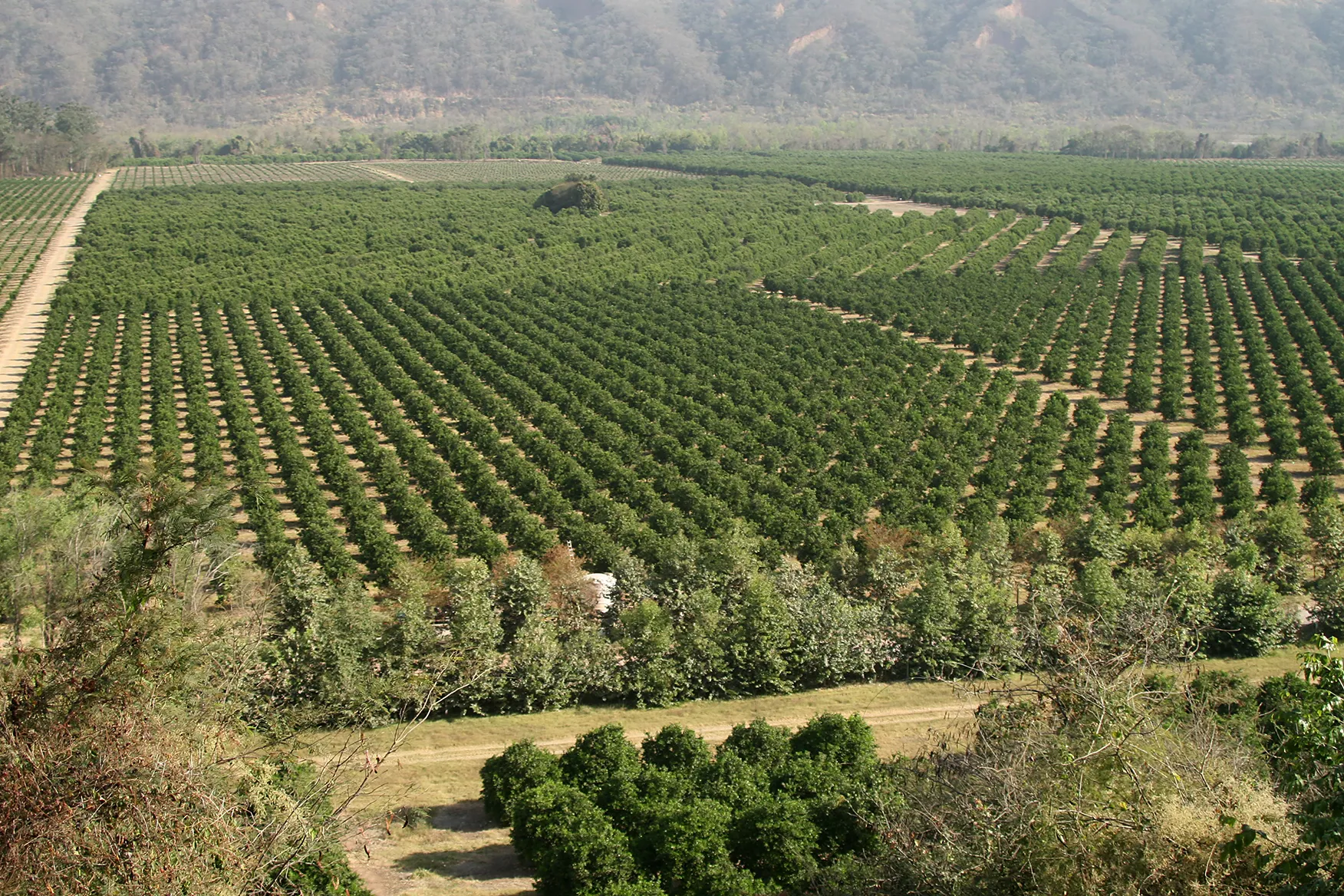 Plantaciones de cítricos