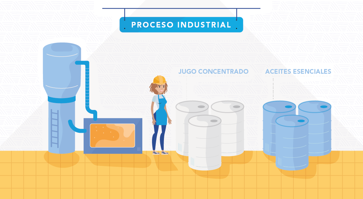 Proceso Industrial Frutas slide 5